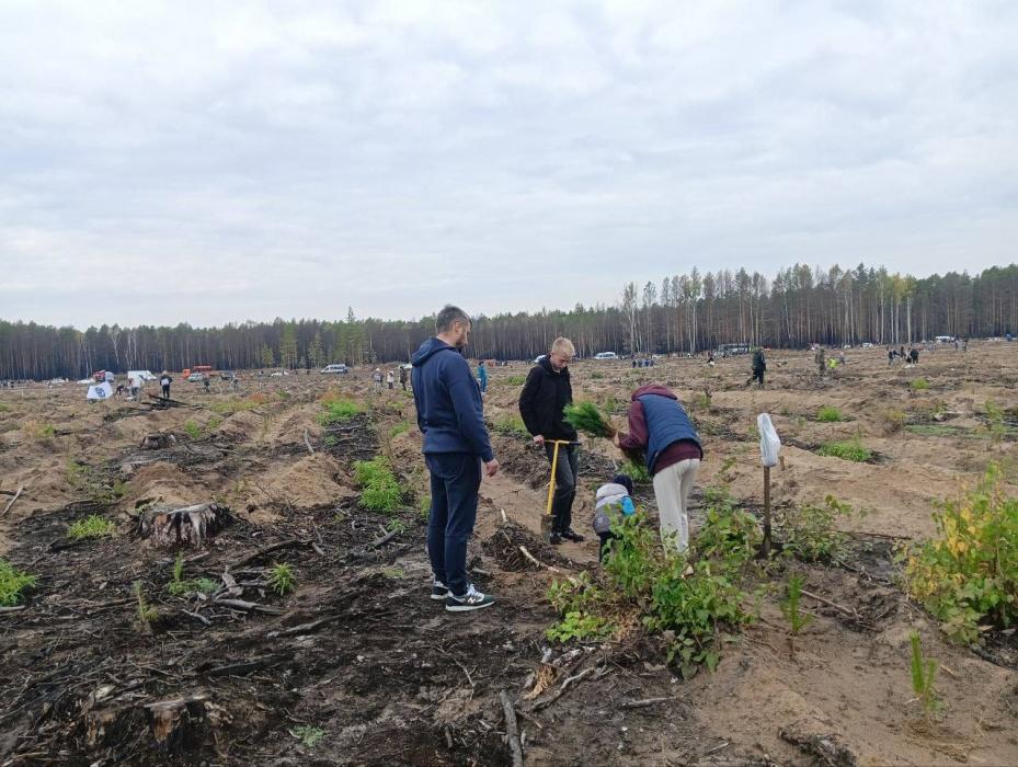 Тюменские волонтёры приняли участие в акции «Сохраним лес» Тюменские волонтёры приняли участие в акции «Сохраним лес»